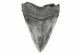 Fossil Megalodon Tooth - South Carolina #190219-2